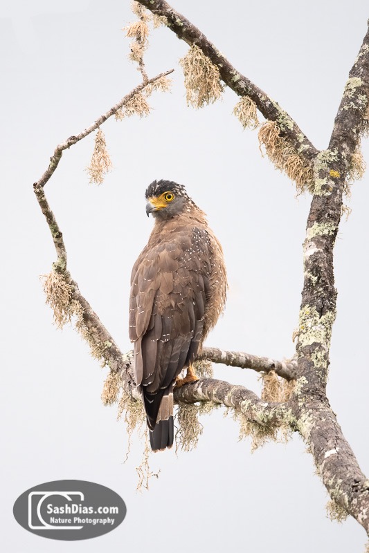 Serpent Eagle.jpg